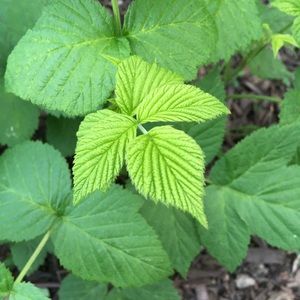 Meet your Posher, Ana